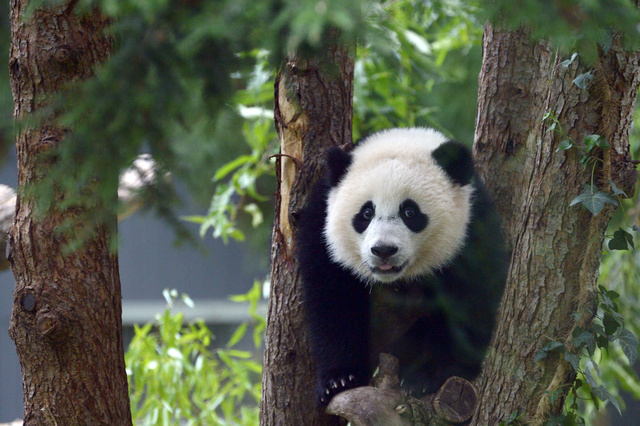 Китайская панда притворялась беременной ради улучшенного питания