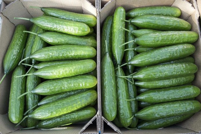 В Екатеринбурге созрели первые огурцы