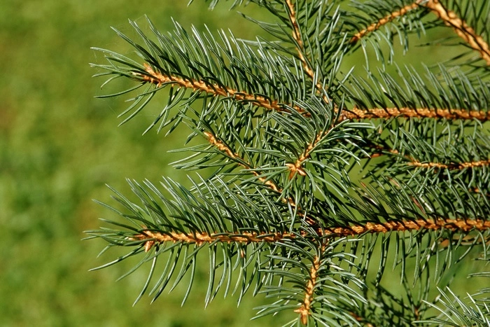 Геи отомстили главе, высадив голубые ели у администрации