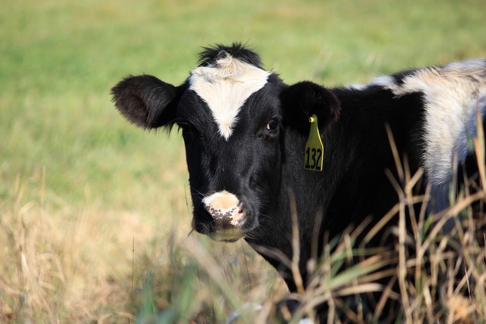 Ферма стоимостью 56 млн руб на 200 коров введена в строй в Свердловской области