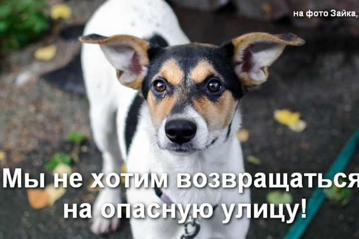В октябре все собаки городского Пункта содержания животных окажутся на улице
