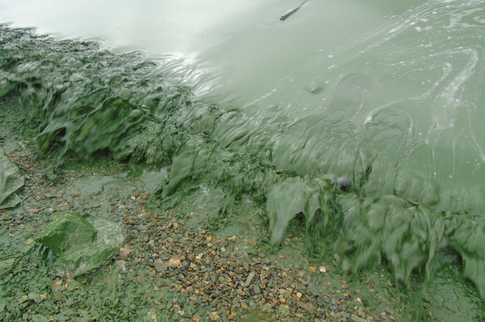 В Нижнем Тагиле устроят обнимашки пруда с зеленой водой и мертвой рыбой