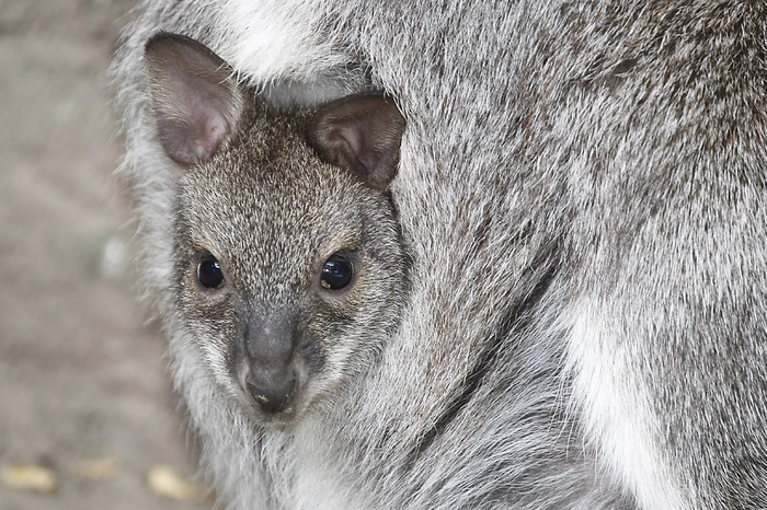 Самка кенгуру показала, что прятала в сумке несколько месяцев