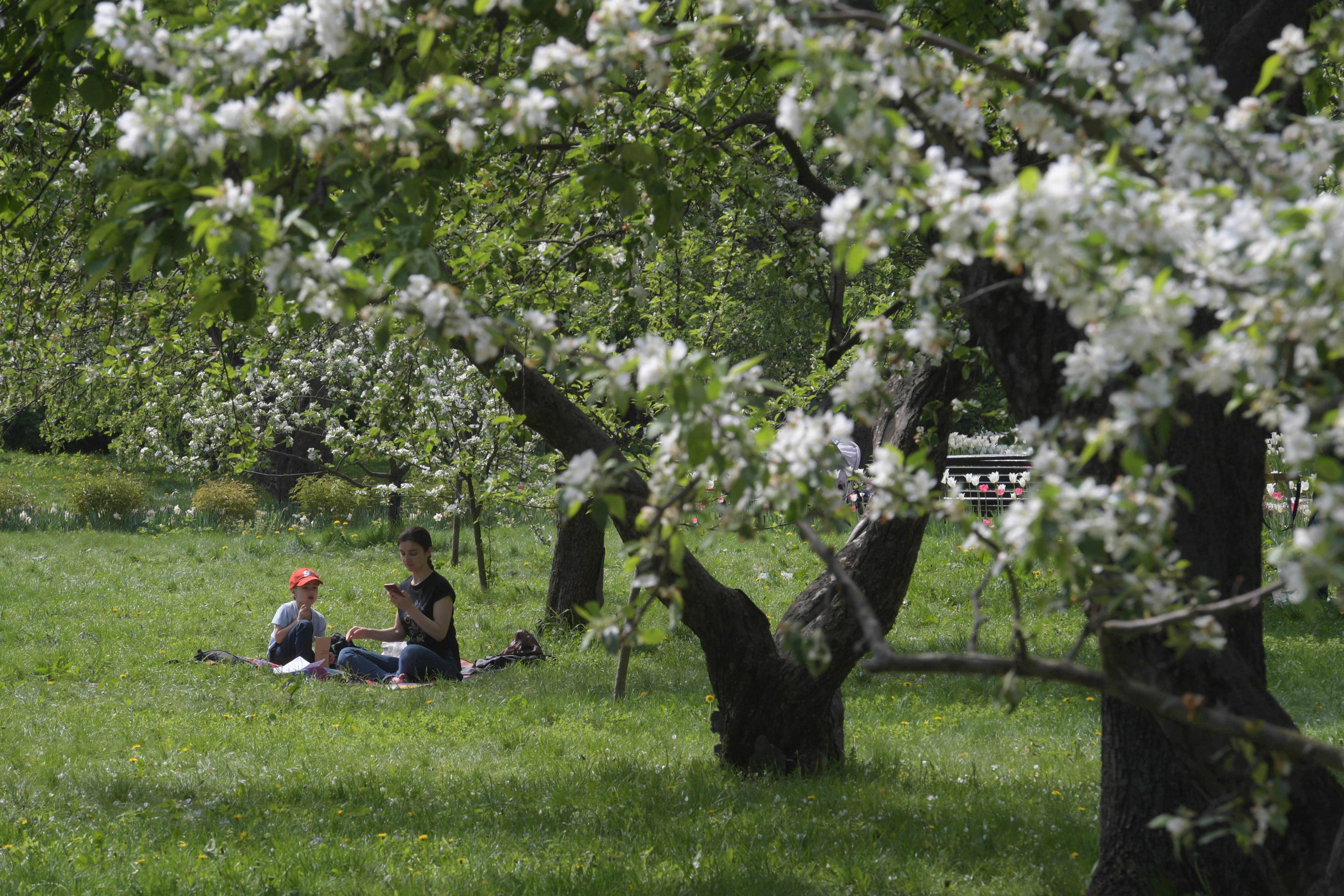 Блогер Варламов раскритиковал восстановление «образцового газона»