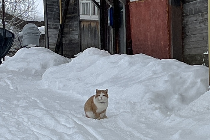 А как же Новый год? Похолодание до -30 градусов вновь надвигается на Свердловскую область