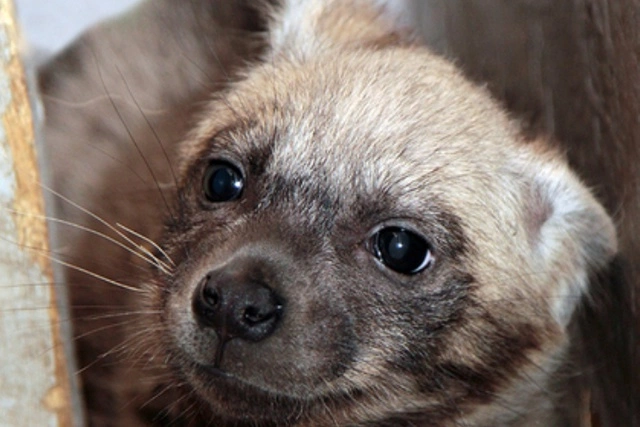 В екатеринбургском зоопарке у пары гиен впервые родился детеныш