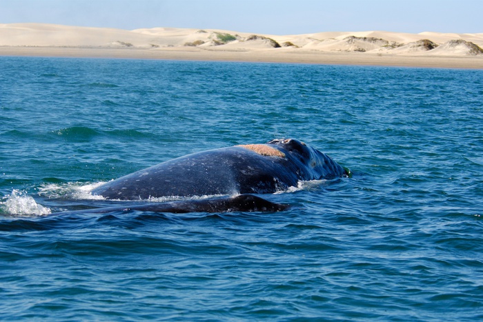 В Мексике кит насмерть придавил туристку из Канады