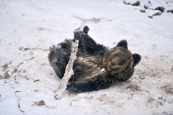 На Южном Урале медведь съел хозяина