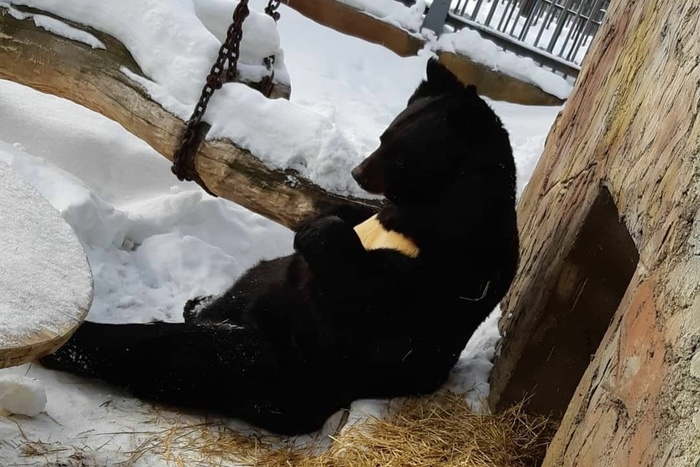 Медведи вышли из спячки в Екатеринбургском зоопарке