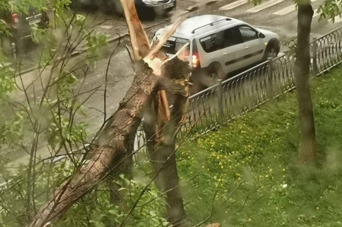 Четвёртая жертва урагана: В Свердловской области скончалась женщина, на которую упала ветка дерева