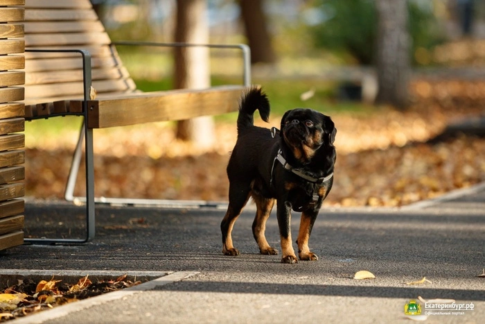 «Собачий парк» на Ясной уменьшится на 2 га