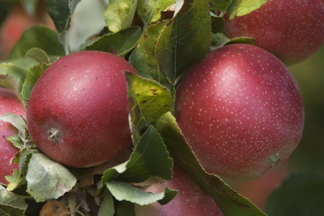 Тимченко займется выращиванием яблок