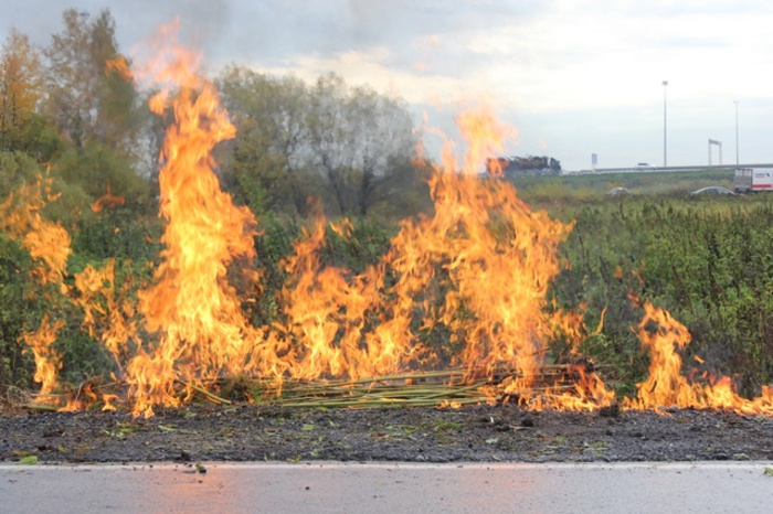 В районе Кольцовского тракта в Екатеринбурге уничтожили поле дикой конопли