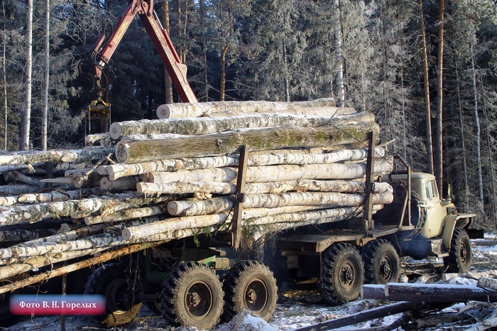 В Свердловской области объявлена охота на чёрных лесорубов