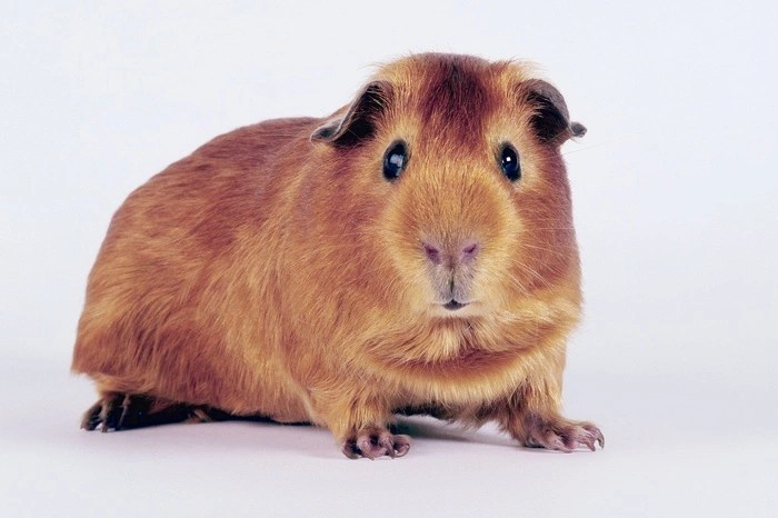 Уральцы спасли животных экоцентра, оставшихся без еды из-за коронавируса