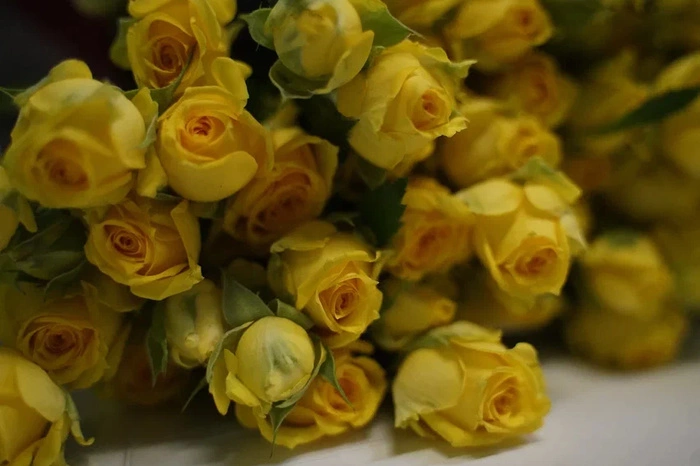 «Потому что гладиолус». В 2024 году поставки живых цветов из-за границы на Урал выросли на 70%