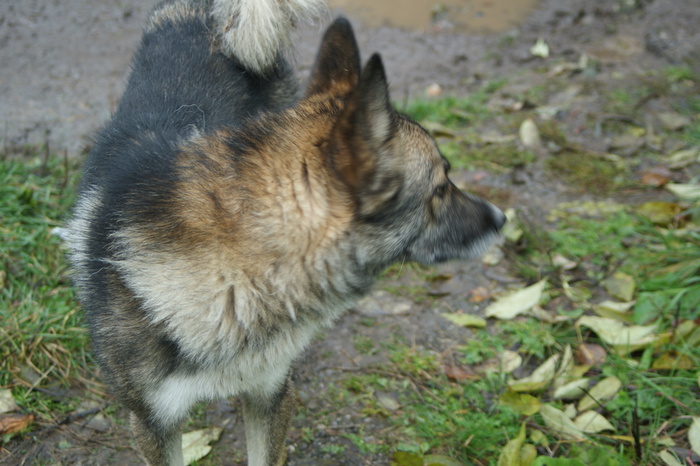 В «Зоозащите» выдвинули версии гибели собак, найденных на ЕКАД