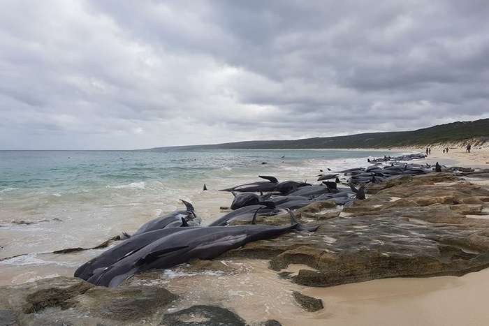 Более 150 дельфинов выбросились на берег Австралии