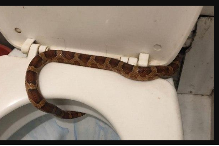 В туалете у жительницы Тулы обосновалась змея, ловить которую приходится всем домом