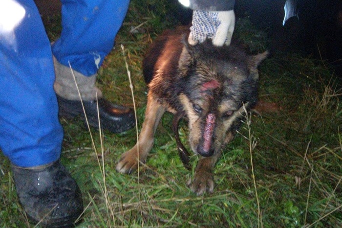 В Екатеринбурге спасатели вытащили умирающую собаку из глубокого колодца