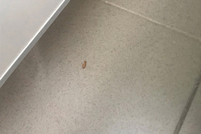 Ученики заметили таракана в туалете свердловской школы