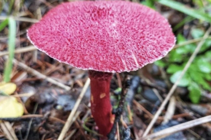 В свердловском лесу нашли странные и гламурные грибы