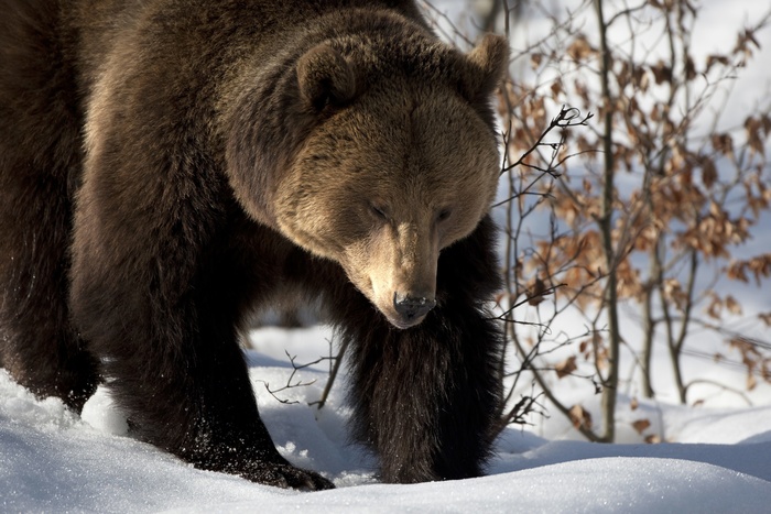 На Ямале в берлоге медведя нашли человеческие останки