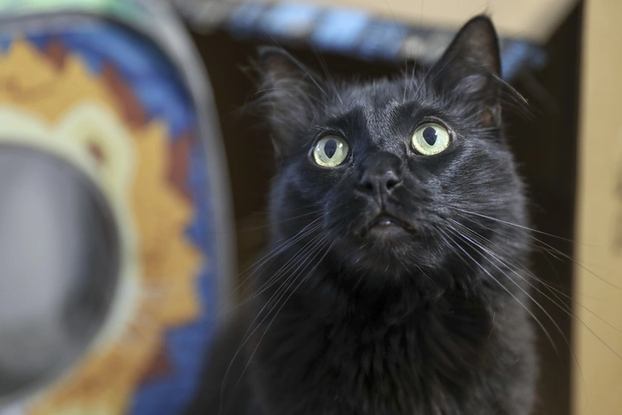 В тульской колонии поймали кота-наркокурьера