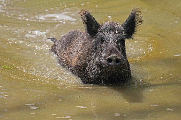 В Китае фермер заставляет свиней плавать, чтобы повысить качество мяса