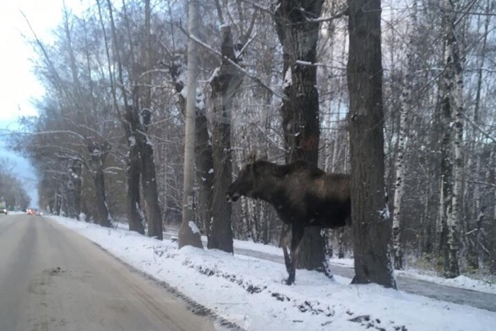 Сегодня утром по Екатеринбургу гулял лось