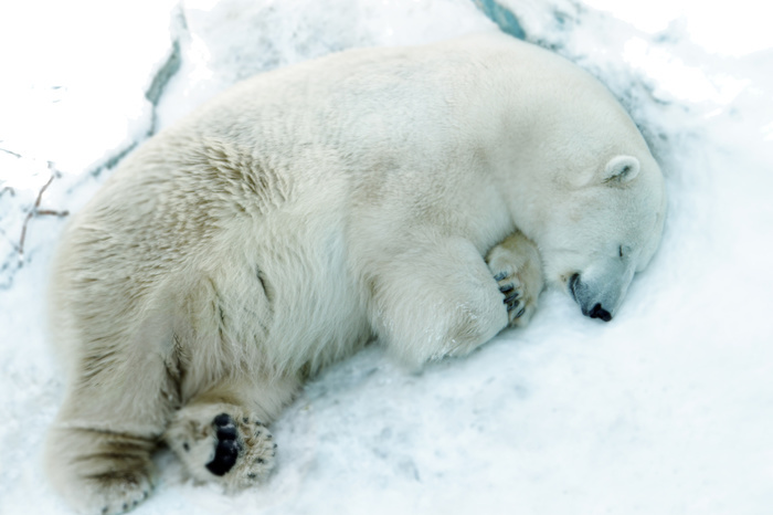 Екатеринбургский зоопарк ищет виновного в смерти белого медведя Умки