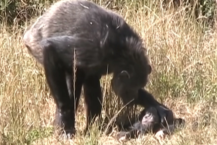 В Афинском зоопарке застрелили сбежавшего самца шимпанзе