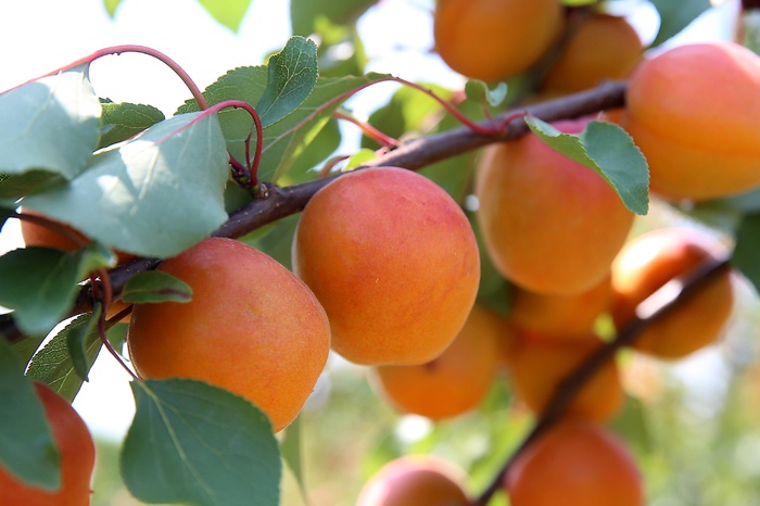 В полиции Еревана призвали объявивших голодовку демонстрантов питаться абрикосам