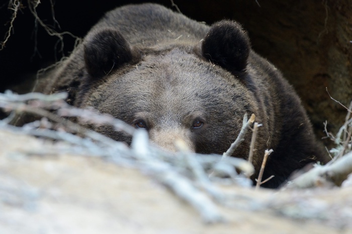 Врачи Екатеринбурга спасли жизнь растерзанному медведем охотнику