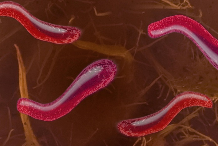 Ученые подозревают кишечные бактерии в создании религии