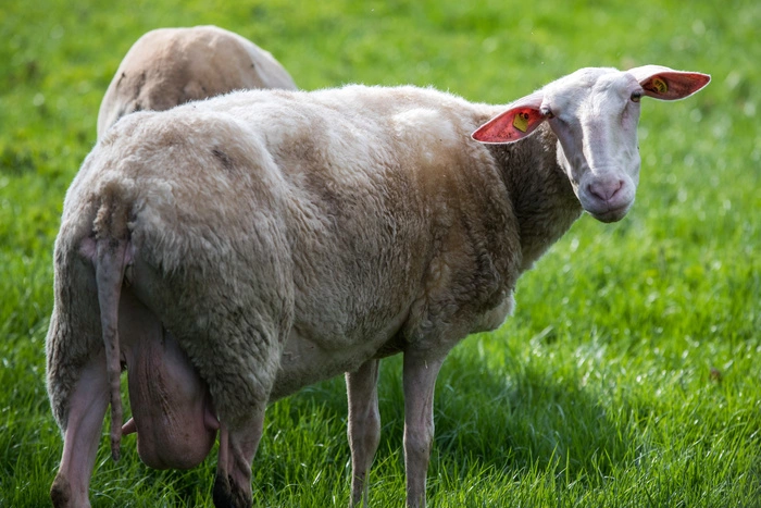 Минсельхоз рассмотрит изменение технологии при производстве сыра