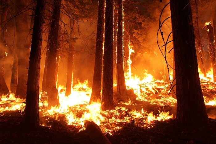 300 тыс. рублей заплатит мать школьника, по вине которого сгорело 13 га леса