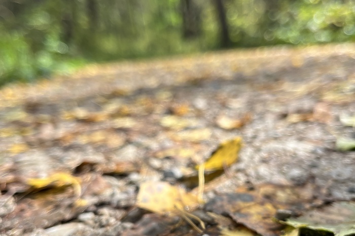 Никакого «бабьего лета»: очередная холодная и дождливая неделя ждет свердловчан