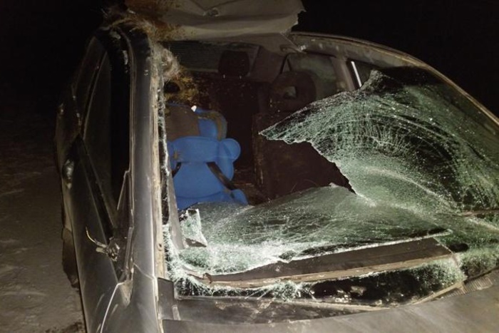 В Свердловской области лось столкнулся с машиной полицейского. Погиб ребенок