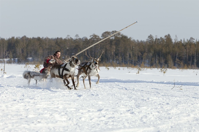 Северный олень Гром заменит украденного из Уральской резиденции Деда Мороза