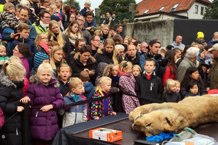 Датские зоопарки просят посетителей приносить домашних животных для корма львам