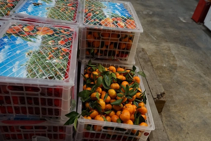Свердловские таможенники рассказали, сколько и каких цитрусовых ввозят торговцы