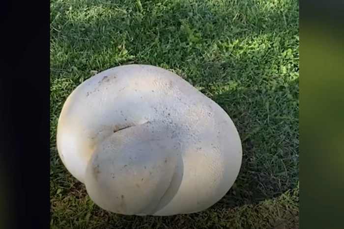 Екатеринбурженка нашла гриб, который весит 10 килограммов