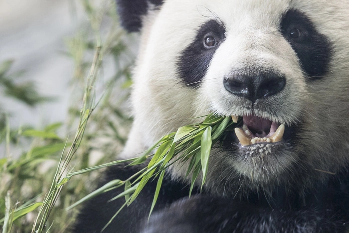 Китай закупит нижегородского мороженого на 100 миллионов рублей