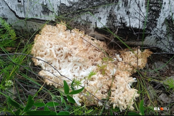 Екатеринбуржец обнаружил в лесу очень странный гриб