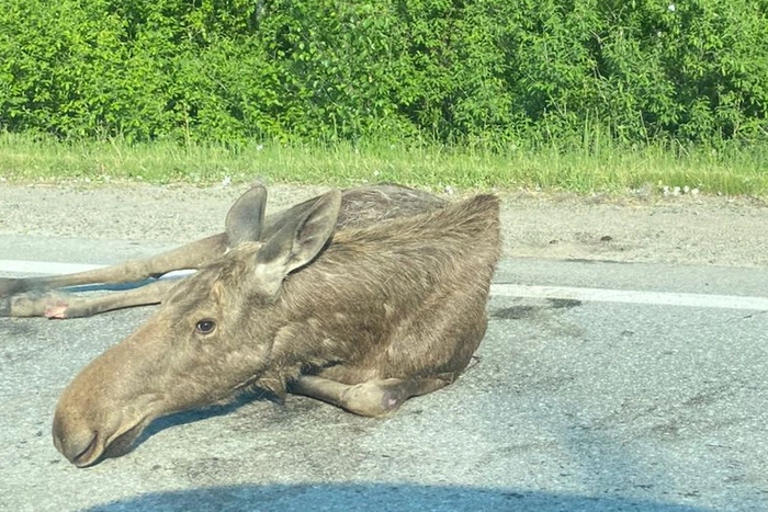 Судебные приставы Алапаевска оказали помощь сбитому лосю