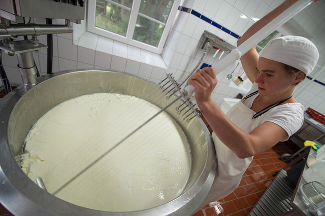 Три молочных завода Свердловской области намерены производить сыры