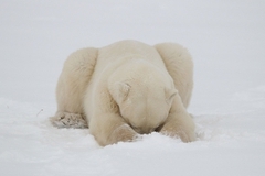 В зоопарке Чикаго замерз белый медведь