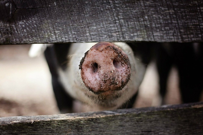 В Свердловской области выявлена вспышка африканской чумы свиней