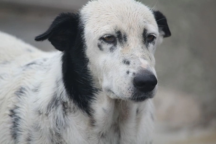 Екатеринбурженку едва не растерзали псы в парке на прогулке